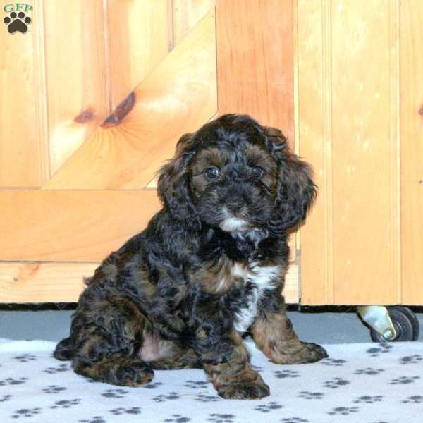 Eden, Cockapoo Puppy