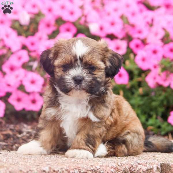 Edgar, Shih Tzu Puppy