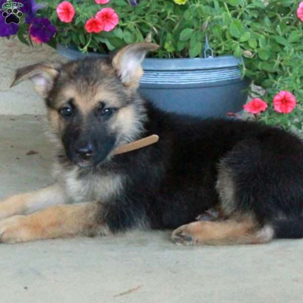 Edgar, German Shepherd Puppy