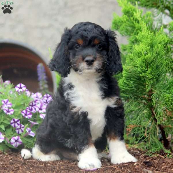 Edison, Cockapoo Puppy