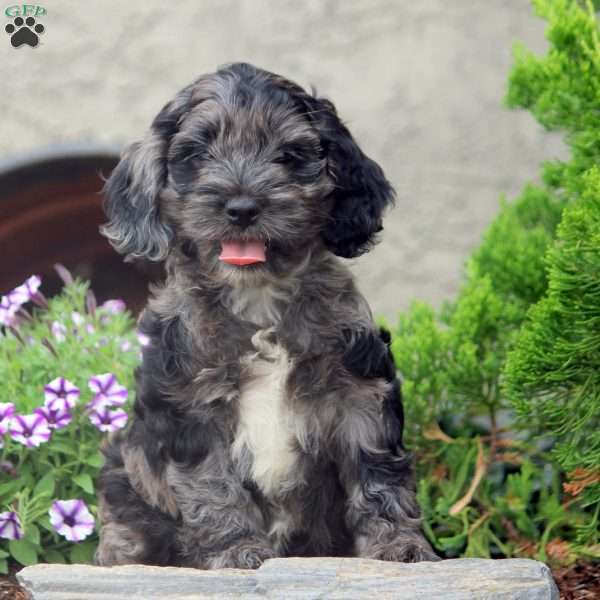 Edward, Cockapoo Puppy