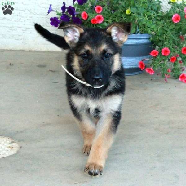 Edwin, German Shepherd Puppy