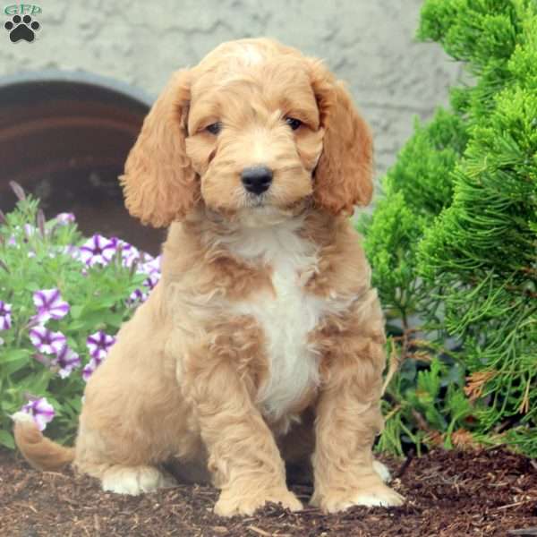 Eli, Cockapoo Puppy