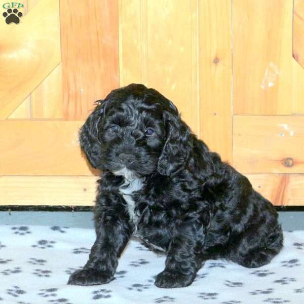 Eli, Cockapoo Puppy