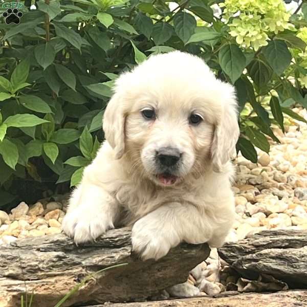 Elias, English Cream Golden Retriever Puppy