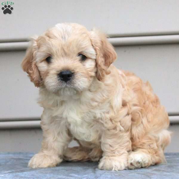 Eliot, Cavachon Puppy