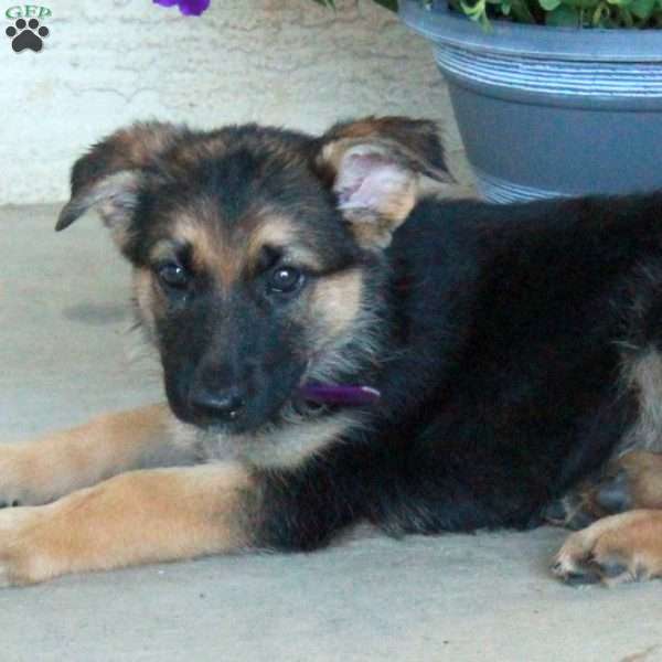 Ella, German Shepherd Puppy