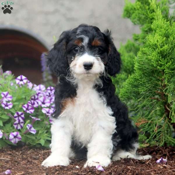 Ella, Cockapoo Puppy