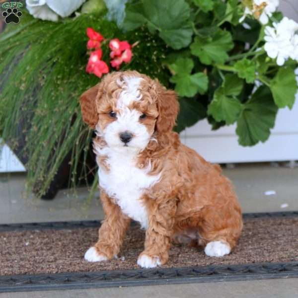 Ella, Miniature Poodle Puppy