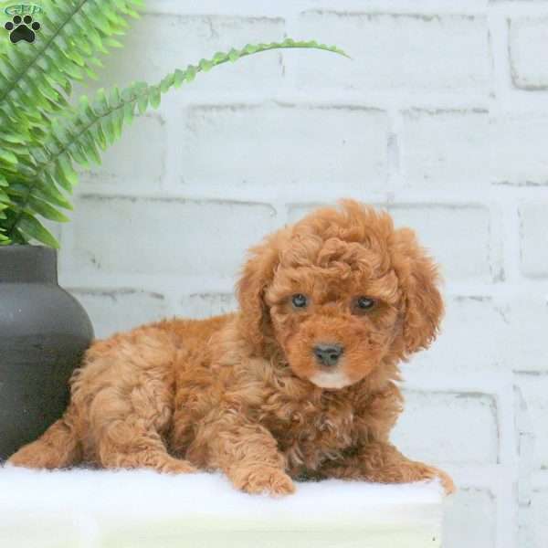 Ellie, Mini Goldendoodle Puppy