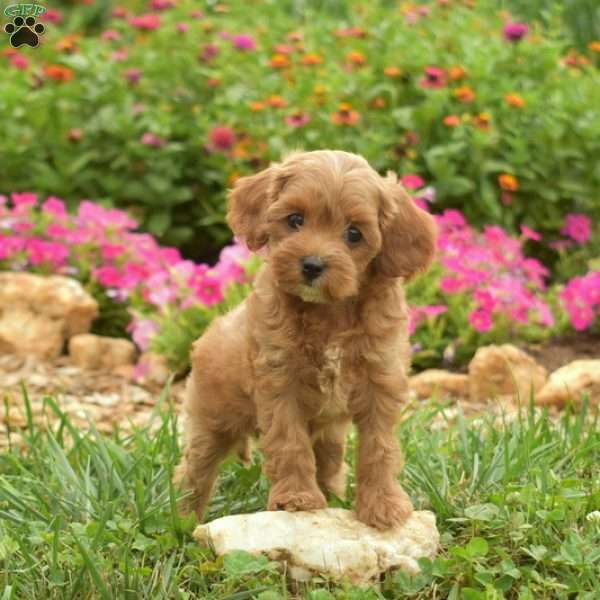 Ellie, Cavapoo Puppy