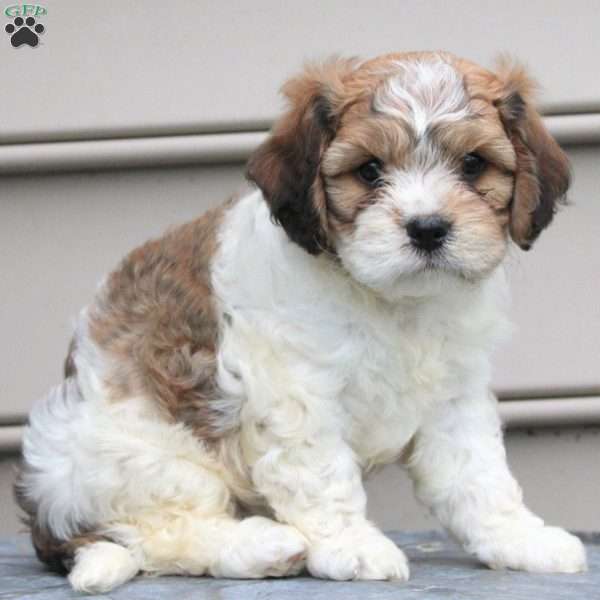 Ellie, Cavachon Puppy