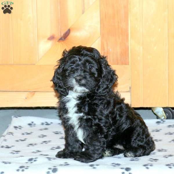 Elliot, Cockapoo Puppy