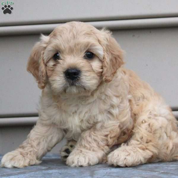 Ellis, Cavachon Puppy