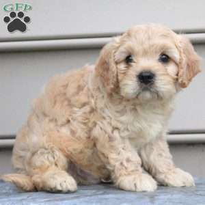 Ellis, Cavachon Puppy