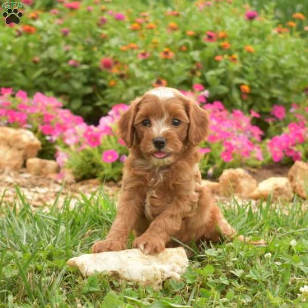 Elmo, Cavapoo Puppy