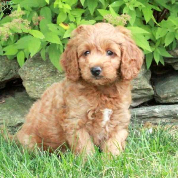 Elmo, Mini Goldendoodle Puppy