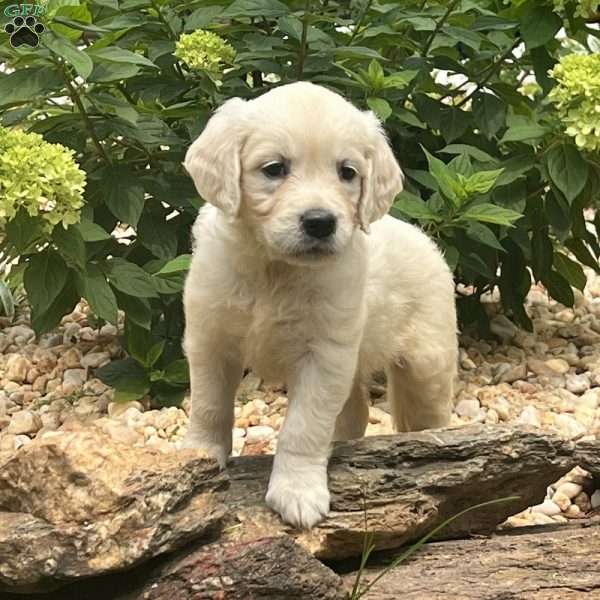 Eloise, English Cream Golden Retriever Puppy