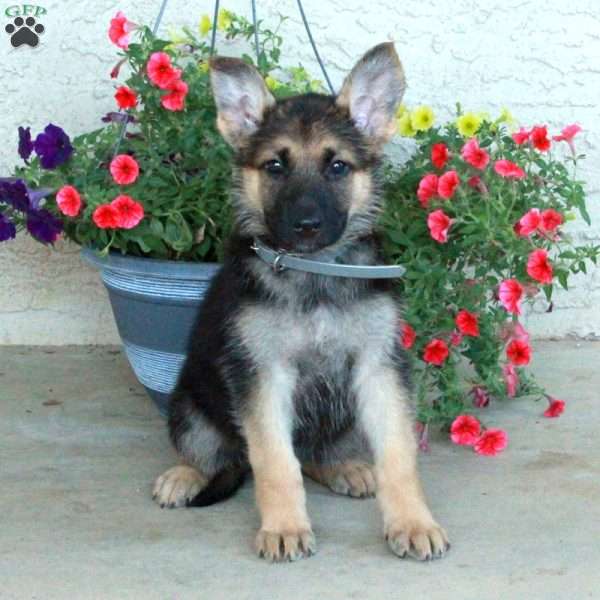 Eloise, German Shepherd Puppy