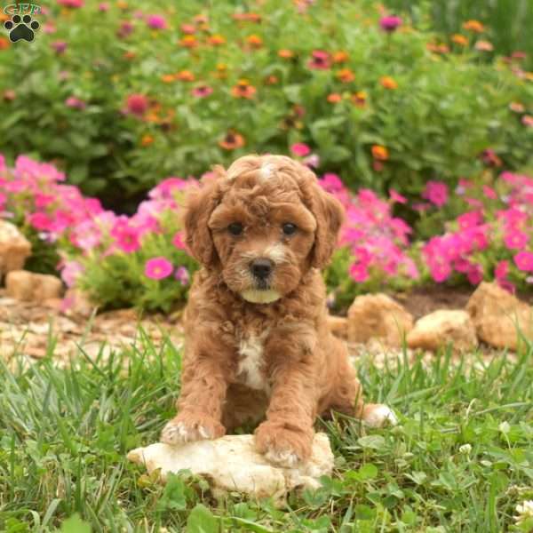 Elsa, Cavapoo Puppy