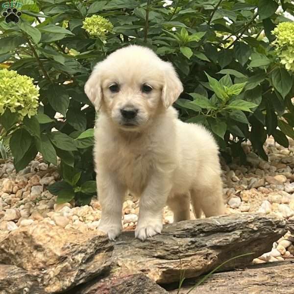 Elsa, English Cream Golden Retriever Puppy