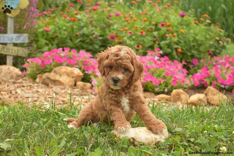 Elsa - Cavapoo Puppy For Sale in Pennsylvania