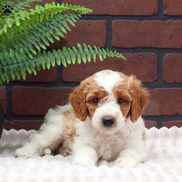 Elsie, Mini Goldendoodle Puppy