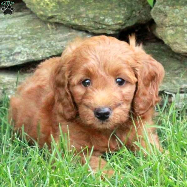 Elton, Mini Goldendoodle Puppy