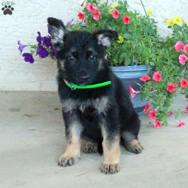 Elvira, German Shepherd Puppy