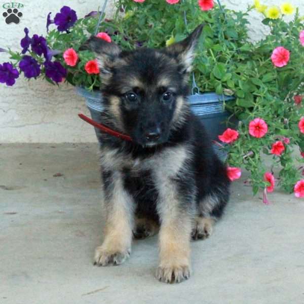 Elvis, German Shepherd Puppy