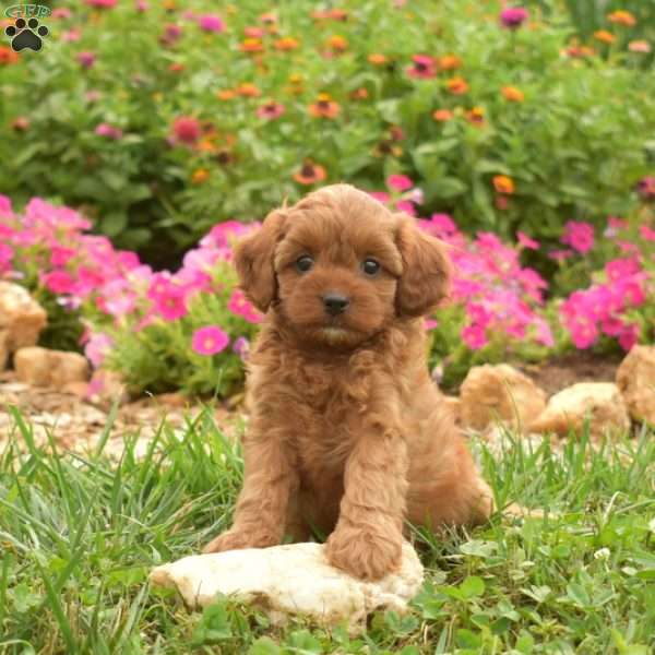 Ember, Cavapoo Puppy