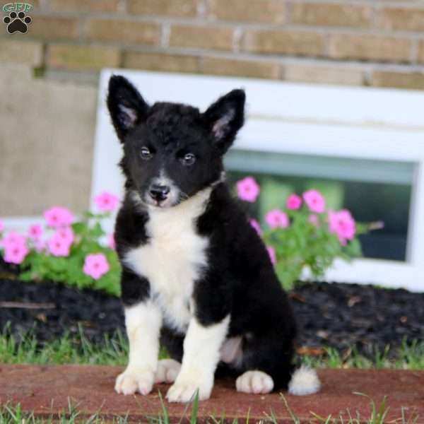 Emily, Border Collie Puppy