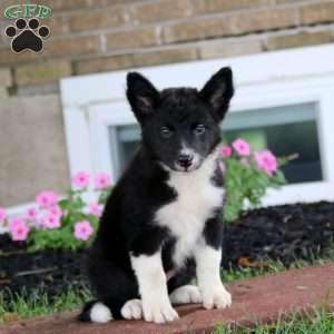 Emily, Border Collie Puppy