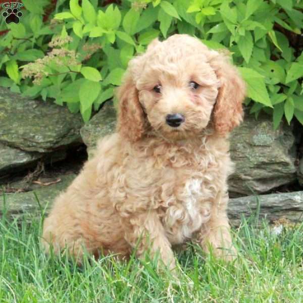 Emma, Mini Goldendoodle Puppy