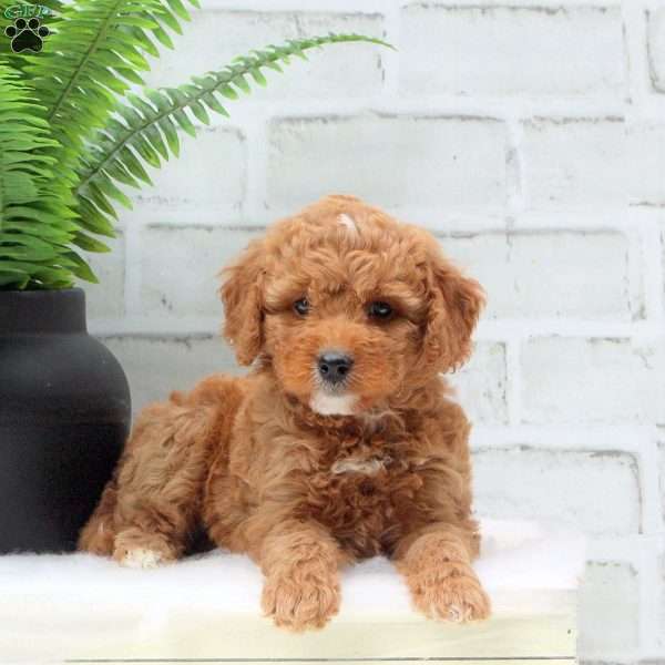 Emma, Mini Goldendoodle Puppy