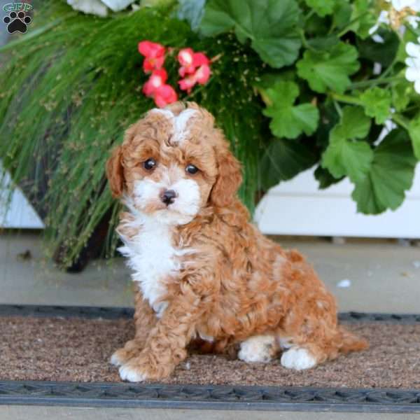 Emma, Miniature Poodle Puppy