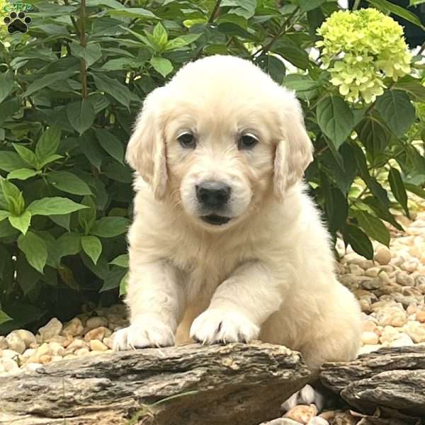 Enzo, English Cream Golden Retriever Puppy