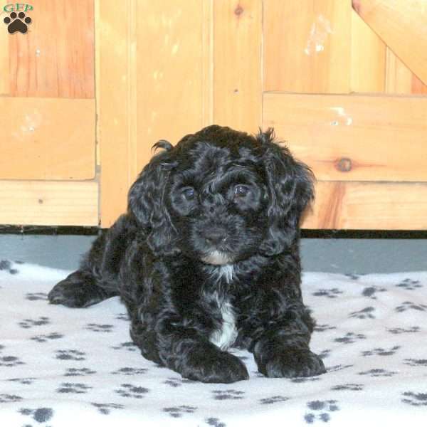 Enzo, Cockapoo Puppy