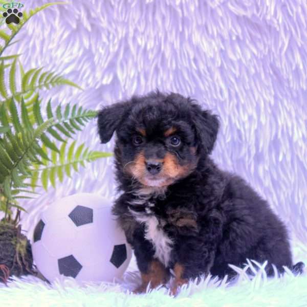 Eric, Mini Bernedoodle Puppy