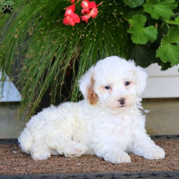 Eric, Miniature Poodle Puppy