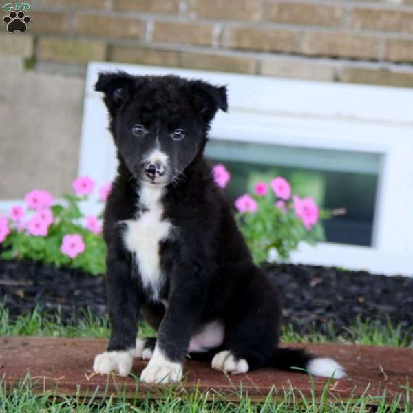 Eric, Border Collie Puppy