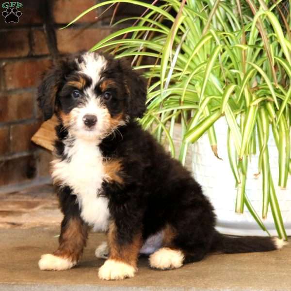 Eric, Mini Bernedoodle Puppy