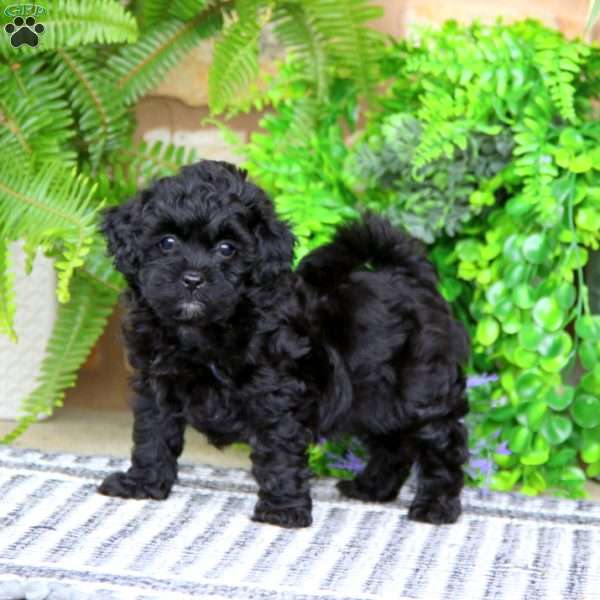 Eric, Shih-Poo Puppy