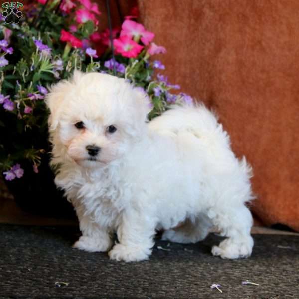 Eric, Bichon Frise Puppy