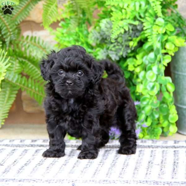 Erma, Shih-Poo Puppy