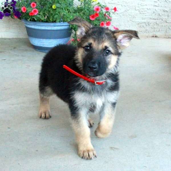 Ernest, German Shepherd Puppy