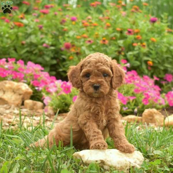 Ernie, Cavapoo Puppy