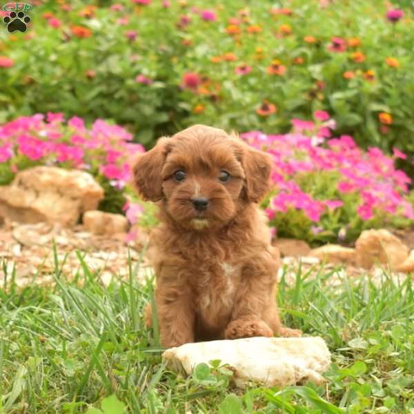 Espresso, Cavapoo Puppy