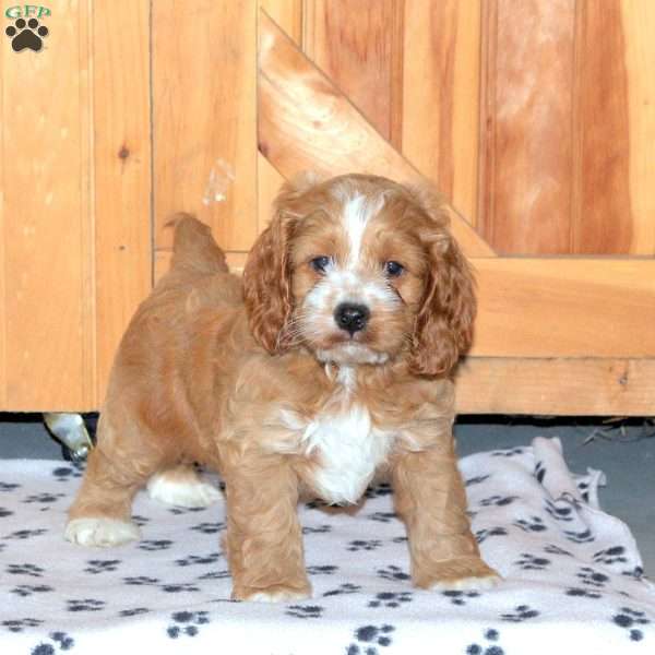 Espresso, Cockapoo Puppy