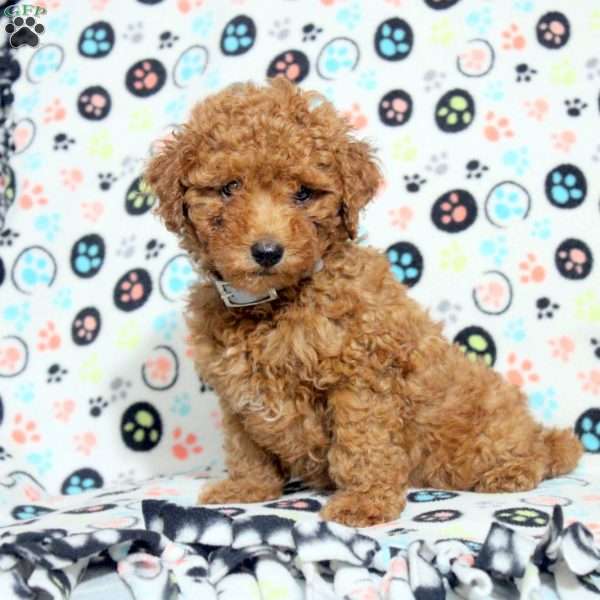 Esther, Toy Poodle Puppy